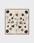 Silk Laundry Cotton Silk Scarf Seashells One Size